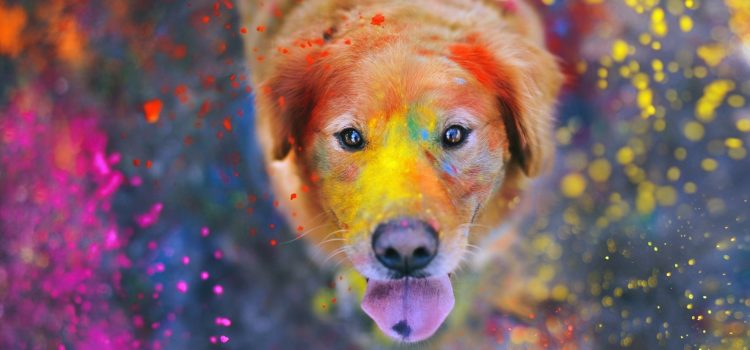 In Nepal ogni anno si svolge un festival per ringraziare i cani per la loro amicizia